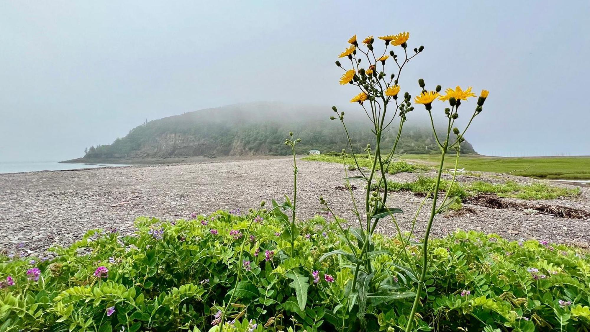 Pleasant Street Inn Parrsboro ภายนอก รูปภาพ